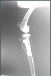 Referral, Greenmount, Veterinary, vet, disc, disease, prolapse, Orthopaedic, orthopedic, specialist, clinic, fractures, joint, surgery, arthroscopy, endoscopy, spinal, northern, ireland, OCD, FCP, TPO, cruciate ligament, tplo, hip, dysplasia, dislocation, medial, patellar, luxation, broken, leg, wobbler, caudal cervical spondylopathy, lumbar, paralysis,ACL, anterior cruciate ligament rupture, dislocated, dislocation, plating, pinning, external fixator, triple pelvic osteotomy, portadown, co armagh northern ireland, www.vetortho.co.uk, www.vetclinic.co.uk