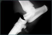 Referral, Greenmount, Veterinary, vet, disc, disease, prolapse, Orthopaedic, orthopedic, specialist, clinic, fractures, joint, surgery, arthroscopy, endoscopy, spinal, northern, ireland, OCD, FCP, TPO, cruciate ligament, tplo, hip, dysplasia, dislocation, medial, patellar, luxation, broken, leg, wobbler, caudal cervical spondylopathy, lumbar, paralysis,ACL, anterior cruciate ligament rupture, dislocated, dislocation, plating, pinning, external fixator, triple pelvic osteotomy, portadown, co armagh northern ireland, www.vetortho.co.uk, www.vetclinic.co.uk