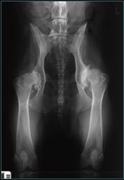 Referral, Greenmount, Veterinary, vet, disc, disease, prolapse, Orthopaedic, orthopedic, specialist, clinic, fractures, joint, surgery, arthroscopy, endoscopy, spinal, northern, ireland, OCD, FCP, TPO, cruciate ligament, tplo, hip, dysplasia, dislocation, medial, patellar, luxation, broken, leg, wobbler, caudal cervical spondylopathy, lumbar, paralysis,ACL, anterior cruciate ligament rupture, dislocated, dislocation, plating, pinning, external fixator, triple pelvic osteotomy, portadown, co armagh northern ireland, www.vetortho.co.uk, www.vetclinic.co.uk
