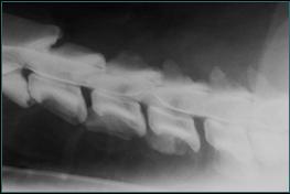 Referral, Greenmount, Veterinary, vet, disc, disease, prolapse, Orthopaedic, orthopedic, specialist, clinic, fractures, joint, surgery, arthroscopy, endoscopy, spinal, northern, ireland, OCD, FCP, TPO, cruciate ligament, tplo, hip, dysplasia, dislocation, medial, patellar, luxation, broken, leg, wobbler, caudal cervical spondylopathy, lumbar, paralysis,ACL, anterior cruciate ligament rupture, dislocated, dislocation, plating, pinning, external fixator, triple pelvic osteotomy, portadown, co armagh northern ireland, www.vetortho.co.uk, www.vetclinic.co.uk