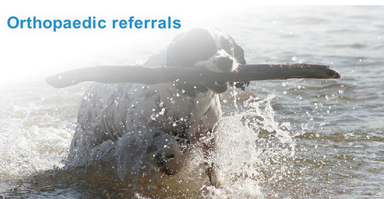 Orthopaedic referrals
