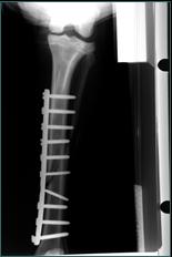 Referral, Greenmount, Veterinary, vet, disc, disease, prolapse, Orthopaedic, orthopedic, specialist, clinic, fractures, joint, surgery, arthroscopy, endoscopy, spinal, northern, ireland, OCD, FCP, TPO, cruciate ligament, tplo, hip, dysplasia, dislocation, medial, patellar, luxation, broken, leg, wobbler, caudal cervical spondylopathy, lumbar, paralysis,ACL, anterior cruciate ligament rupture, dislocated, dislocation, plating, pinning, external fixator, triple pelvic osteotomy, portadown, co armagh northern ireland, www.vetortho.co.uk, www.vetclinic.co.uk
