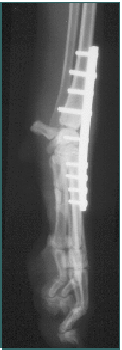 Referral, Greenmount, Veterinary, vet, disc, disease, prolapse, Orthopaedic, orthopedic, specialist, clinic, fractures, joint, surgery, arthroscopy, endoscopy, spinal, northern, ireland, OCD, FCP, TPO, cruciate ligament, tplo, hip, dysplasia, dislocation, medial, patellar, luxation, broken, leg, wobbler, caudal cervical spondylopathy, lumbar, paralysis,ACL, anterior cruciate ligament rupture, dislocated, dislocation, plating, pinning, external fixator, triple pelvic osteotomy, portadown, co armagh northern ireland, www.vetortho.co.uk, www.vetclinic.co.uk