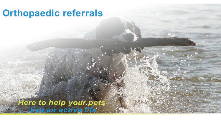 Here to help your pets
     live an active life
