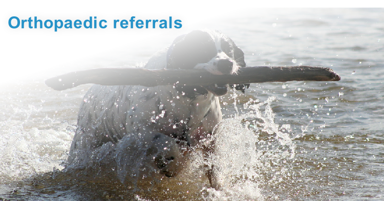 Orthopaedic referrals
