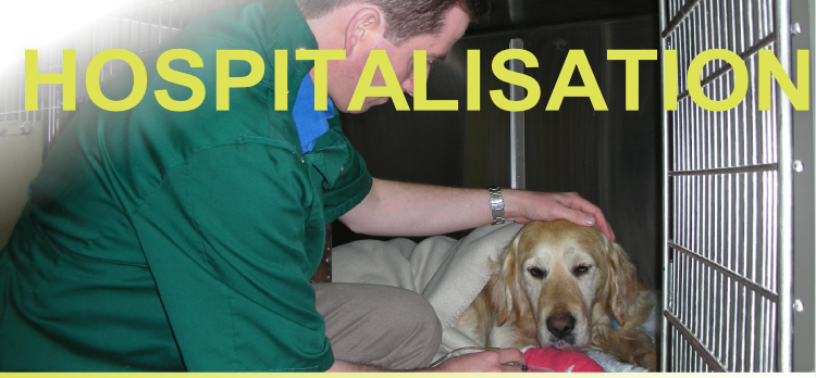 Referral, Greenmount, Veterinary, vet, disc, disease, prolpase, Orthopaedic, orthopedic, specialist, clinic, fractures, joint, surgery, arthroscopy, endoscopy, spinal, northern, ireland, OCD, FCP, TPO, cruciate ligament, tplo, hip, dysplasia, dislocation, medial, patellar, luxation, broken, leg, wobbler, caudal cervical spondylopathy, lumbar, paralysis,ACL, anterior cruciate ligament rupture, dislocated, dislocation, plating, pinning, external fixator, triple pelvic osteotomy, portadown, co armagh northern ireland, www.vetortho.co.uk, www.vetclinic.co.uk