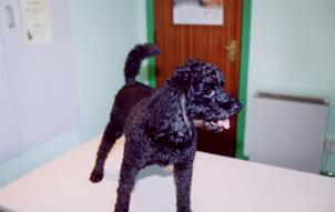 Referral, Greenmount, Veterinary, vet, disc, disease, prolapse, Orthopaedic, orthopedic, specialist, clinic, fractures, joint, surgery, arthroscopy, endoscopy, spinal, northern, ireland, OCD, FCP, TPO, cruciate ligament, tplo, hip, dysplasia, dislocation, medial, patellar, luxation, broken, leg, wobbler, caudal cervical spondylopathy, lumbar, paralysis,ACL, anterior cruciate ligament rupture, dislocated, dislocation, plating, pinning, external fixator, triple pelvic osteotomy, portadown, co armagh northern ireland, www.vetortho.co.uk, www.vetclinic.co.uk