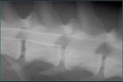 Referral, Greenmount, Veterinary, vet, disc, disease, prolapse, Orthopaedic, orthopedic, specialist, clinic, fractures, joint, surgery, arthroscopy, endoscopy, spinal, northern, ireland, OCD, FCP, TPO, cruciate ligament, tplo, hip, dysplasia, dislocation, medial, patellar, luxation, broken, leg, wobbler, caudal cervical spondylopathy, lumbar, paralysis,ACL, anterior cruciate ligament rupture, dislocated, dislocation, plating, pinning, external fixator, triple pelvic osteotomy, portadown, co armagh northern ireland, www.vetortho.co.uk, www.vetclinic.co.uk