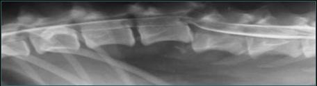 Referral, Greenmount, Veterinary, vet, disc, disease, prolapse, Orthopaedic, orthopedic, specialist, clinic, fractures, joint, surgery, arthroscopy, endoscopy, spinal, northern, ireland, OCD, FCP, TPO, cruciate ligament, tplo, hip, dysplasia, dislocation, medial, patellar, luxation, broken, leg, wobbler, caudal cervical spondylopathy, lumbar, paralysis,ACL, anterior cruciate ligament rupture, dislocated, dislocation, plating, pinning, external fixator, triple pelvic osteotomy, portadown, co armagh northern ireland, www.vetortho.co.uk, www.vetclinic.co.uk