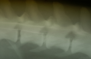 Referral, Greenmount, Veterinary, vet, disc, disease, prolapse, Orthopaedic, orthopedic, specialist, clinic, fractures, joint, surgery, arthroscopy, endoscopy, spinal, northern, ireland, OCD, FCP, TPO, cruciate ligament, tplo, hip, dysplasia, dislocation, medial, patellar, luxation, broken, leg, wobbler, caudal cervical spondylopathy, lumbar, paralysis,ACL, anterior cruciate ligament rupture, dislocated, dislocation, plating, pinning, external fixator, triple pelvic osteotomy, portadown, co armagh northern ireland, www.vetortho.co.uk, www.vetclinic.co.uk