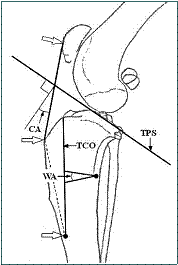 Referral, Greenmount, Veterinary, vet, disc, disease, prolapse, Orthopaedic, orthopedic, specialist, clinic, fractures, joint, surgery, arthroscopy, endoscopy, spinal, northern, ireland, OCD, FCP, TPO, cruciate ligament, tplo, hip, dysplasia, dislocation, medial, patellar, luxation, broken, leg, wobbler, caudal cervical spondylopathy, lumbar, paralysis,ACL, anterior cruciate ligament rupture, dislocated, dislocation, plating, pinning, external fixator, triple pelvic osteotomy, portadown, co armagh northern ireland, www.vetortho.co.uk, www.vetclinic.co.uk
