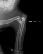 Referral, Greenmount, Veterinary, vet, disc, disease, prolapse, Orthopaedic, orthopedic, specialist, clinic, fractures, joint, surgery, arthroscopy, endoscopy, spinal, northern, ireland, OCD, FCP, TPO, cruciate ligament, tplo, hip, dysplasia, dislocation, medial, patellar, luxation, broken, leg, wobbler, caudal cervical spondylopathy, lumbar, paralysis,ACL, anterior cruciate ligament rupture, dislocated, dislocation, plating, pinning, external fixator, triple pelvic osteotomy, portadown, co armagh northern ireland, www.vetortho.co.uk, www.vetclinic.co.uk