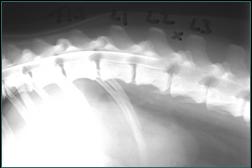 Referral, Greenmount, Veterinary, vet, disc, disease, prolapse, Orthopaedic, orthopedic, specialist, clinic, fractures, joint, surgery, arthroscopy, endoscopy, spinal, northern, ireland, OCD, FCP, TPO, cruciate ligament, tplo, hip, dysplasia, dislocation, medial, patellar, luxation, broken, leg, wobbler, caudal cervical spondylopathy, lumbar, paralysis,ACL, anterior cruciate ligament rupture, dislocated, dislocation, plating, pinning, external fixator, triple pelvic osteotomy, portadown, co armagh northern ireland, www.vetortho.co.uk, www.vetclinic.co.uk