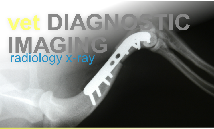 Referral, Greenmount, Veterinary, vet, disc, disease, prolapse, Orthopaedic, orthopedic, specialist, clinic, fractures, joint, surgery, arthroscopy, endoscopy, spinal, northern, ireland, OCD, FCP, TPO, cruciate ligament, tplo, hip, dysplasia, dislocation, medial, patellar, luxation, broken, leg, wobbler, caudal cervical spondylopathy, lumbar, paralysis,ACL, anterior cruciate ligament rupture, dislocated, dislocation, plating, pinning, external fixator, triple pelvic osteotomy, portadown, co armagh northern ireland, www.vetortho.co.uk, www.vetclinic.co.uk