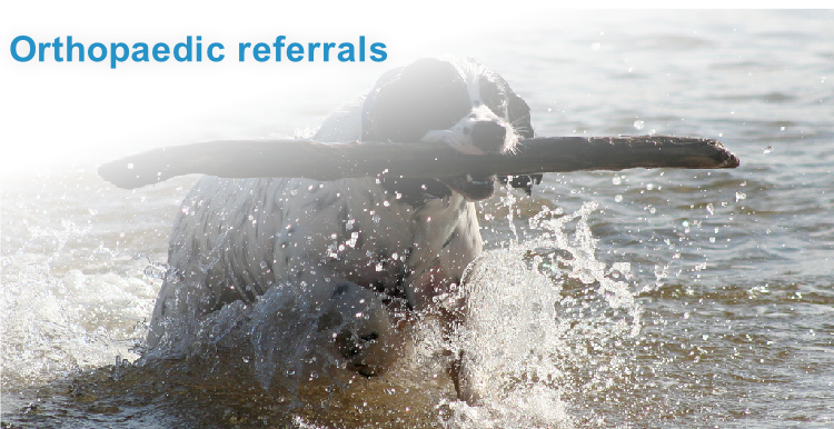 Orthopaedic referrals
