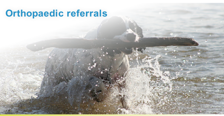 Referral, Greenmount, Veterinary, vet, disc, disease, prolapse, Orthopaedic, orthopedic, specialist, clinic, fractures, joint, surgery, arthroscopy, endoscopy, spinal, northern, ireland, OCD, FCP, TPO, cruciate ligament, tplo, hip, dysplasia, dislocation, medial, patellar, luxation, broken, leg, wobbler, caudal cervical spondylopathy, lumbar, paralysis,ACL, anterior cruciate ligament rupture, dislocated, dislocation, plating, pinning, external fixator, triple pelvic osteotomy, portadown, co armagh northern ireland, www.vetortho.co.uk, www.vetclinic.co.uk